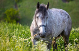 Fototapeta Konie - Horse portrait in summer pasture.