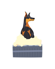 Poster - doberman dog bathing