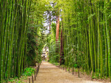 Fototapeta Bambus - View of a path surrounded by a giant bamboos forest and sequoias in the garden 