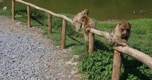 Berber Monkeys On Green Meadow