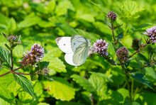 A White Butterfly In Close Up On A Purple Flower, Green Plants In The Background