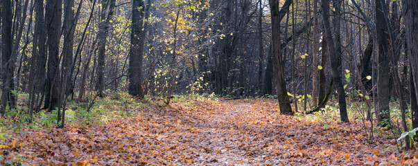 Wall Mural - Panoramic forest autumn landscape with colorful leaves and trees