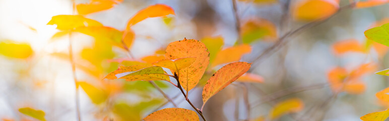 Wall Mural - Beautiful panoramic autumn scenery with colorful leaves and bokeh background