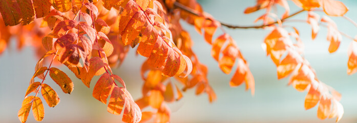 Wall Mural - Beautiful panoramic autumn scenery with colorful leaves and bokeh background