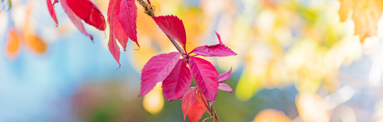 Wall Mural - Beautiful panoramic autumn scenery with colorful autumn leaves on a soft background