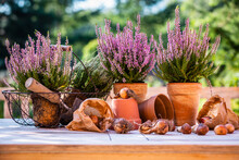 Flower Bulbs And Blooming Heathers On The Table In The Garden.
