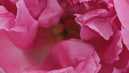 Wall Mural - Peony Flower center background. Blooming pink peony bud open, time lapse, close-up. Petals. Wedding backdrop, Valentine's Day concept. 4K UHD video timelapse. 