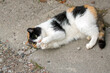 Szylkretowy kot bawiący się na chodniku