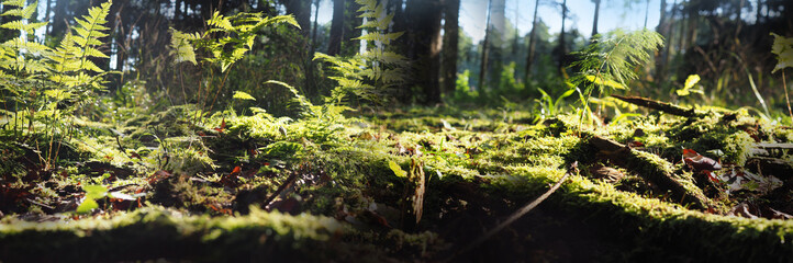 Canvas Print - forest with  moss, fern and light bokeh background