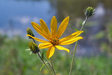 Wall Mural - Yellow flowers of Jerusalem artichoke close-up. Latin name Helianthus tuberosus.