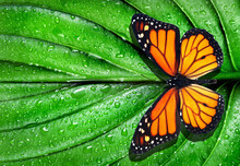 Colorful Monarch Butterfly On Green Leaf In Water Drops