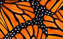 Monarch Butterfly Wings. Abstract Pattern Of Tropical Monarch Butterfly Wings. Natural Orange Background.