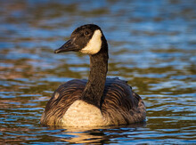 Close Up Image Of A Canada Goose Swimming In Calm Blue Water In The Glow Of An Evening Summer Sun.