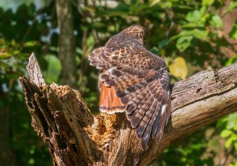 Wall Mural - Wing of a red-tailed hawk