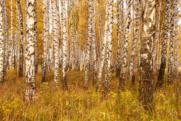  Autumn black white birch tree forrest landscape