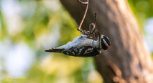 Male Eastern Downy Woodpecker Eating On A Twig