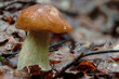 Mushroom in the rainy forest, Boletus edulis