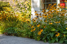 Black Eyed Susans Blooming In The Late Summer - A Garden Border With Heather And Rudbeckia