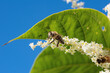Nahaufnahme einer Biene bei der Arbeit. Bestäubung von Blüten im heimischen Garten. Grünes Paradies im Sommer in Deutschland. Makro Aufnahme von Insekte. 