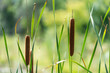 reeds or cattails on a bokeh background
