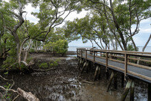 Boardwalk In The Mangrove Wetlands With A View To The Sea Beyond At Wynnum, Queensland, Australia. 