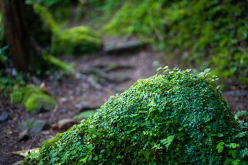 富山県富山市の立山連峰、鍬崎山、大品山、瀬戸蔵山の登山道の風景 A view of the trails in the Tateyama Mountain Range, Mt. Kuwasaki, Mt. Oshina, Mt. Setokura, Toyama city, Toyama prefecture. 