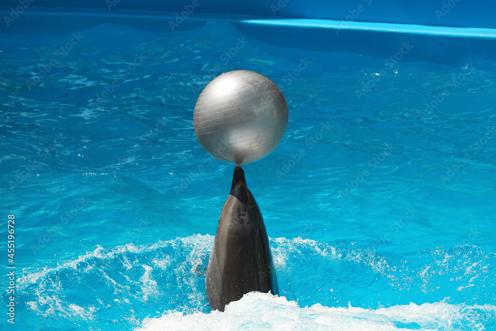 Obraz na płótnie Cute dolphin playing with ball in pool at marine mammal park w salonie