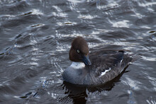 A Ring-necked Duck With A Crazy Staring Look Swimming In Water