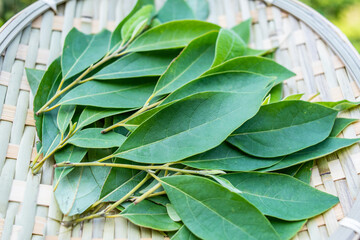 Collecting Chinese herbal medicine Litsea cubeba leaves