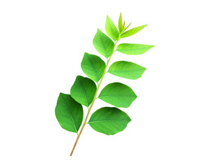 Wall Mural - Isolated star gooseberry or Phyllanthus acidus leaves with clipping paths.