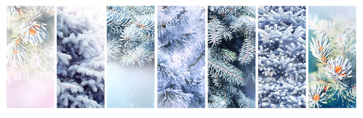 Canvas Print - Set of vertical Christmas banners with branch of blue spruce