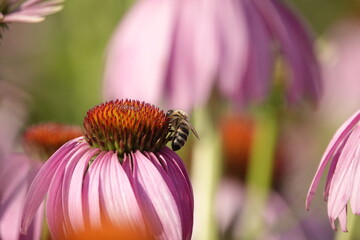 Sticker - bee on a coneflower