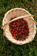 © Simon Bajada - picked rosehip in a wicker basket