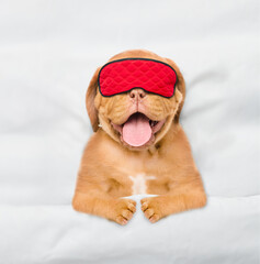 Poster - Mastiff puppy wearing sleeping mask sleeps under white blanket on a bed at home. Top down view