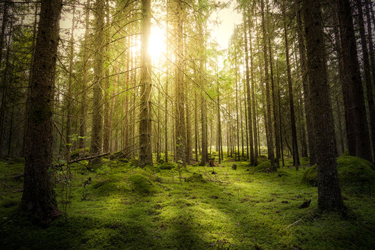 magical fairytale forest. coniferous forest covered of green moss and golden sunlight. mystic atmosp