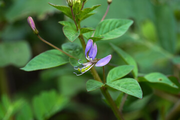 Sticker - Close up Polanisia Vicosa or Wild Caia cleomevis flower on blur background with leaves.