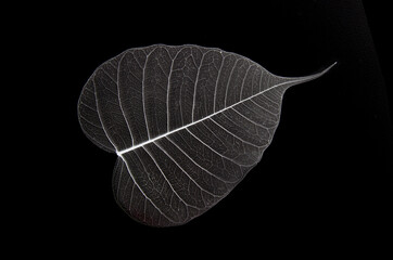 Whie vein strucrure of Bodhi leaf on black background