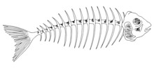 Fish Skeleton Bone Graphic Black White Isolated Set Sketch Illustration Vector