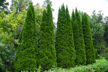a row of slender plants of pyramidal juniper (latin juniperus) against a background of green plants 