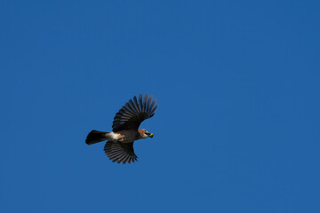 Poster - Eichelhäher fliegt mit einer Eichel im Schnabel am blauben himmel