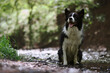 Border Collie Sits in Water Stream in Nature. Obedient Black and White Dog Outdoors.