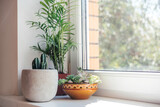Fototapeta  - A windowsill with potted cactuses, succulents and leafy plants