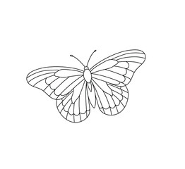 Vector isolated butterfly contour line drawing. Colorless black line butterfly coloring page.