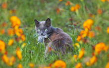 Cat With A Mouse In Its Teeth Among Autumn Flowers