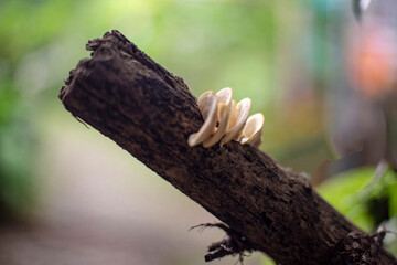 Mushrooms that grow on the logs