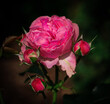 Piękna róża Heidi Klum w intensywnym różowym kolorze
