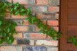 Zielone liście pnącza na murze z cegły