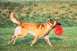 Malinois Dog Play Running With Plate Toy Outdoor In Park. Belgian Sheepdog Are Active, Intelligent, Friendly, Protective, Alert And Hard-working. Belgium, Chien De Berger Belge Dog