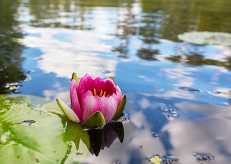 Wall Mural - Lotus