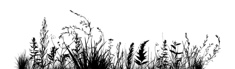 Wall Mural - Grass silhouette. Healing herb background . Monochrome grass with flowers. Vector illustration